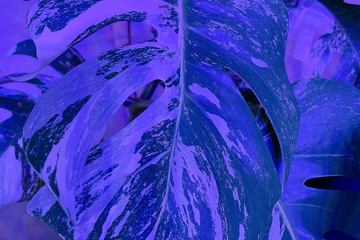 2022-abstrakttropik-installation-02