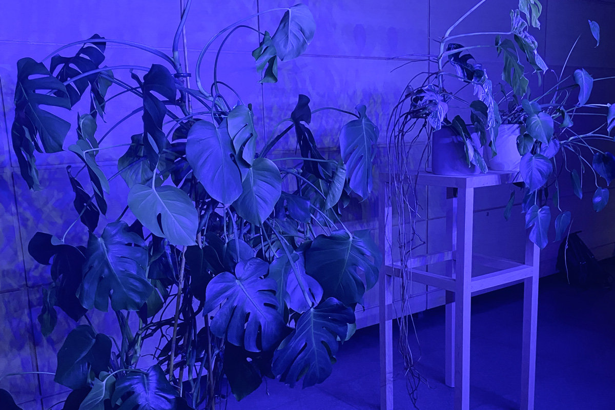 2022-abstrakttropik-installation-08