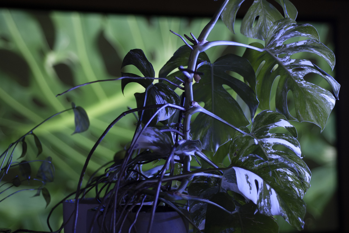 2022-abstrakttropik-installation-20