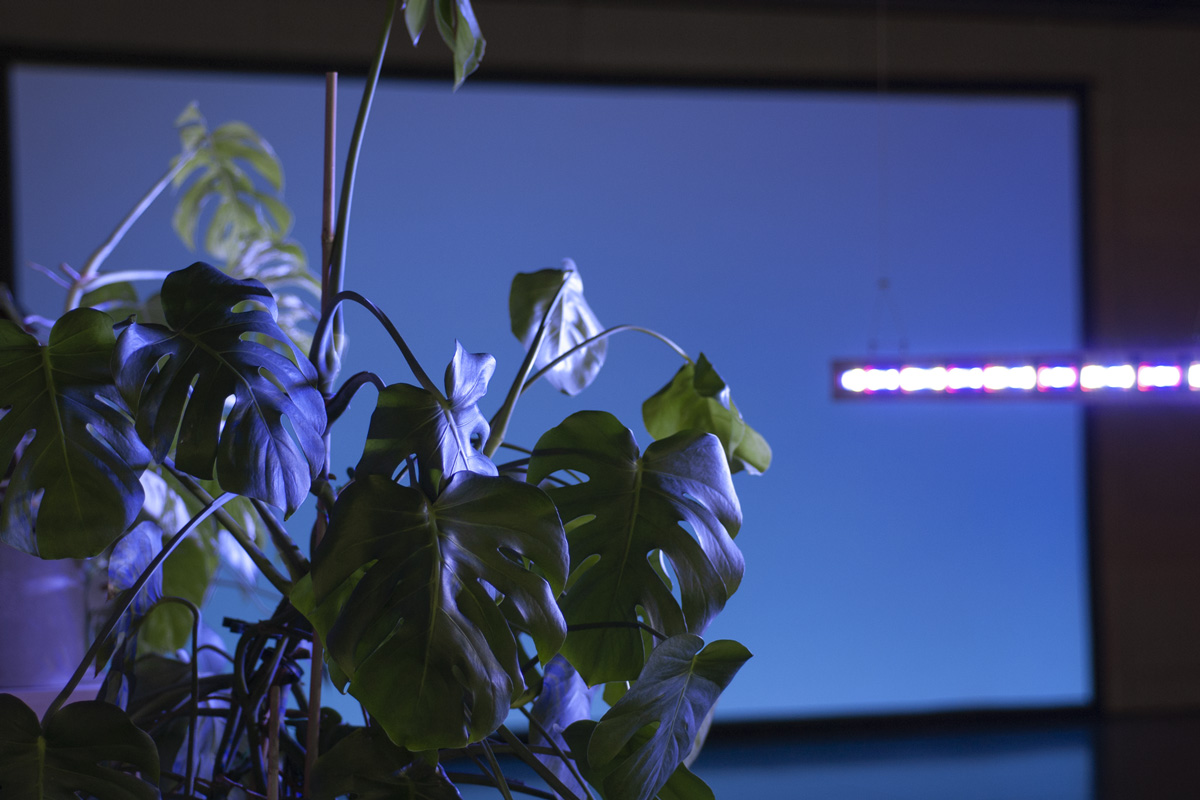 2022-abstrakttropik-installation-26