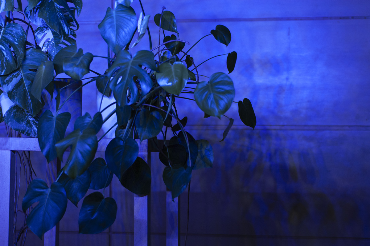 2022-abstrakttropik-installation-28