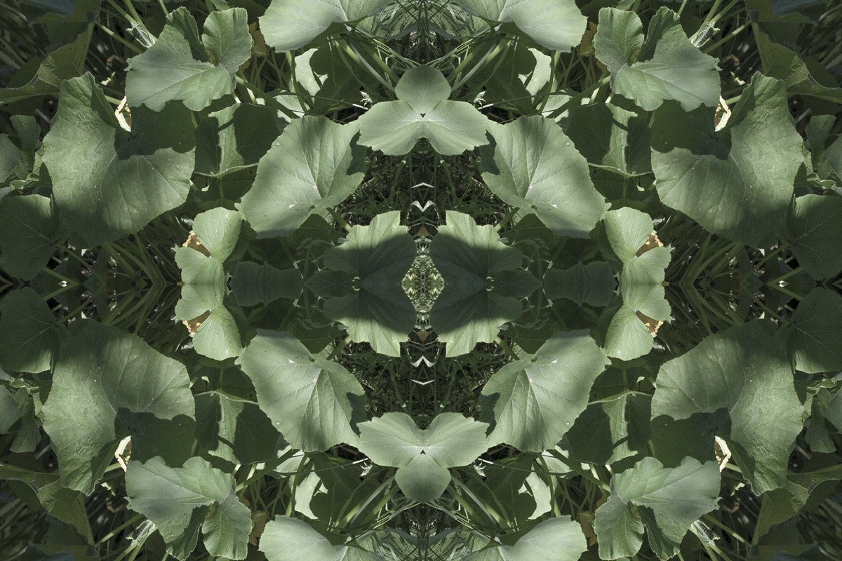 2022-abstrakttropik-photography-15